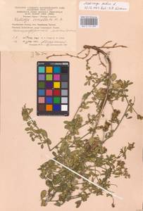 Medicago sativa L., Eastern Europe, Eastern region (E10) (Russia)