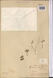Allium lehmannianum Merckl. ex Bunge, Middle Asia, Northern & Central Kazakhstan (M10) (Kazakhstan)