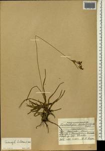 Fimbristylis dichotoma (L.) Vahl, Africa (AFR) (Mali)