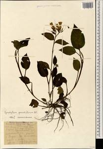 Symphytum grandiflorum DC., Caucasus, Black Sea Shore (from Novorossiysk to Adler) (K3) (Russia)