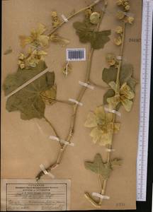 Alcea nudiflora (Lindl.) Boiss., Middle Asia, Pamir & Pamiro-Alai (M2) (Tajikistan)