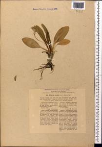 Primula crassifolia Lehm., Caucasus, Georgia (K4) (Georgia)