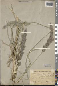 Calamagrostis pseudophragmites (Haller f.) Koeler, Middle Asia, Northern & Central Kazakhstan (M10) (Kazakhstan)