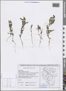 Atriplex patens (Litv.) Iljin, Eastern Europe, Eastern region (E10) (Russia)