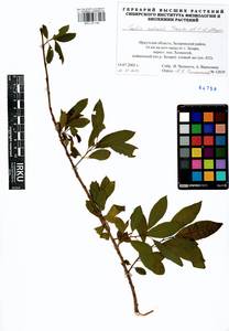 Salix udensis Trautv. & C. A. Mey., Siberia, Baikal & Transbaikal region (S4) (Russia)