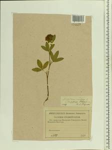 Trifolium medium L., Eastern Europe, North-Western region (E2) (Russia)