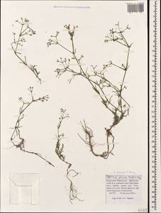 Cynanchica tenella (Heuff. ex Degen) P.Caputo & Del Guacchio, Caucasus, Stavropol Krai, Karachay-Cherkessia & Kabardino-Balkaria (K1b) (Russia)