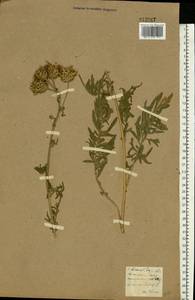 Centaurea scabiosa L., Eastern Europe, North Ukrainian region (E11) (Ukraine)