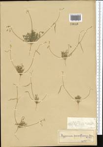 Hypecoum parviflorum Kar. & Kir., Middle Asia, Syr-Darian deserts & Kyzylkum (M7) (Kazakhstan)