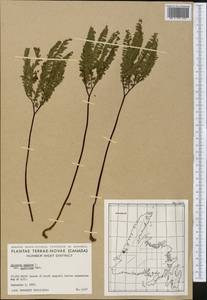 Adiantum pedatum L., America (AMER) (Canada)