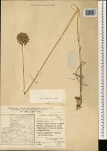 Allium caeruleum Pall., South Asia, South Asia (Asia outside ex-Soviet states and Mongolia) (ASIA) (China)