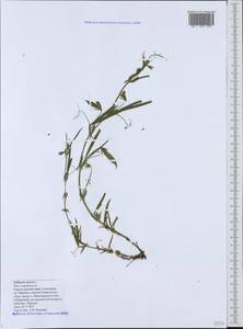 Lathyrus cicera L., Caucasus, Black Sea Shore (from Novorossiysk to Adler) (K3) (Russia)
