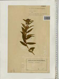 Gentiana cruciata, Eastern Europe, North-Western region (E2) (Russia)