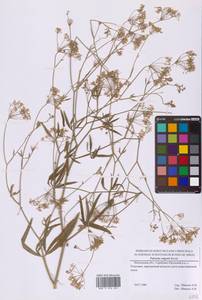 Falcaria vulgaris Bernh., Eastern Europe, Moscow region (E4a) (Russia)