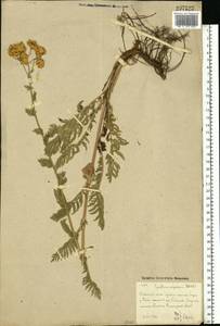 Tanacetum corymbosum subsp. corymbosum, Eastern Europe, Eastern region (E10) (Russia)