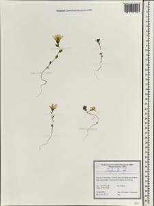 Campanula, South Asia, South Asia (Asia outside ex-Soviet states and Mongolia) (ASIA) (Iran)