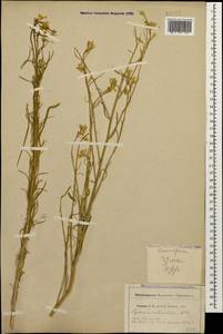 Erysimum siliculosum (M.Bieb.) DC., Caucasus, Dagestan (K2) (Russia)