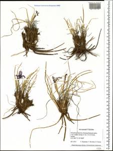 Iris ivanovae Doronkin, Siberia, Baikal & Transbaikal region (S4) (Russia)