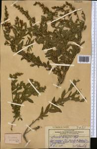 Linaria kokanica Regel, Middle Asia, Pamir & Pamiro-Alai (M2) (Kyrgyzstan)