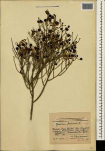 Chrysojasminum fruticans (L.) Banfi, Crimea (KRYM) (Russia)