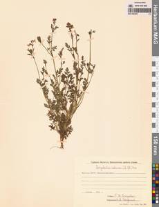 Corydalis sibirica (L.fil.) Pers., Siberia, Yakutia (S5) (Russia)