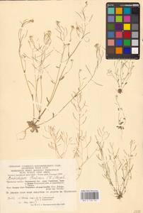 Arabidopsis thaliana (L.) Heynh., Eastern Europe, Central region (E4) (Russia)