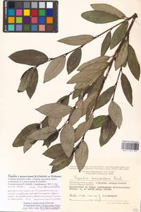 Populus ×moscoviensis Schröd., Eastern Europe, Moscow region (E4a) (Russia)