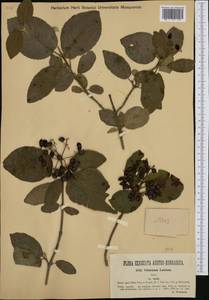 Viburnum lantana L., Western Europe (EUR) (Austria)