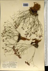 Limonium tenellum (Turcz.) Kuntze, Mongolia (MONG) (Mongolia)