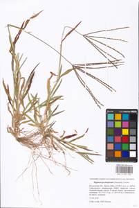 Digitaria sanguinalis (L.) Scop., Eastern Europe, Moscow region (E4a) (Russia)