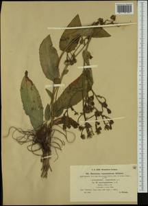 Hieracium ramosissimum subsp. conringiifolium (Arv.-Touv.) Zahn, Western Europe (EUR) (Italy)