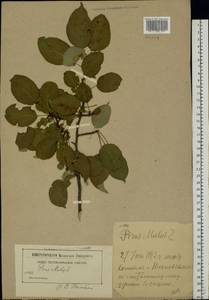 Malus sylvestris Mill., Eastern Europe, Moscow region (E4a) (Russia)