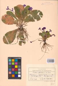 Primula vulgaris subsp. rubra (Sm.) Arcang., Caucasus, Abkhazia (K4a) (Abkhazia)