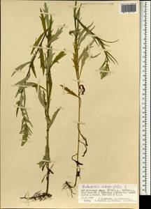 Artemisia integrifolia L., Mongolia (MONG) (Mongolia)