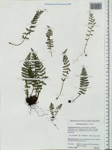 Woodsia ilvensis (L.) R. Br., Siberia, Russian Far East (S6) (Russia)