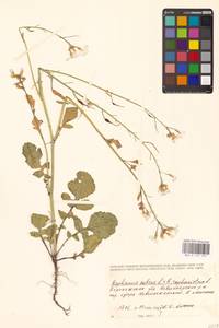 Raphanus sativus × raphanistrum, Eastern Europe, Central forest-and-steppe region (E6) (Russia)