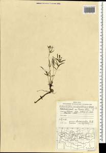 Potentilla verticillaris Stephan ex Willd., Mongolia (MONG) (Mongolia)