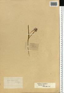 Scilla bifolia L., Eastern Europe, Central forest-and-steppe region (E6) (Russia)