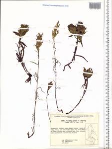 Castilleja pallida (L.) Kunth, Siberia, Russian Far East (S6) (Russia)