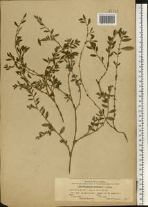 Polygonum aviculare L., Eastern Europe, South Ukrainian region (E12) (Ukraine)