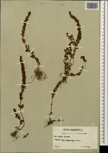 Veronica serpyllifolia L., Caucasus, South Ossetia (K4b) (South Ossetia)