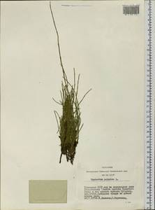 Equisetum palustre L., Siberia, Altai & Sayany Mountains (S2) (Russia)