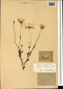 Papaver armeniacum subsp. armeniacum, Caucasus (no precise locality) (K0)