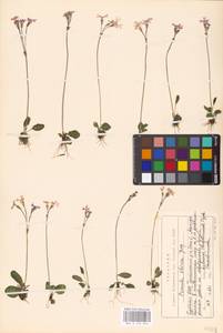 Primula nutans Georgi, Siberia, Baikal & Transbaikal region (S4) (Russia)