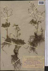 Thalictrum isopyroides C. A. Mey., Middle Asia, Western Tian Shan & Karatau (M3) (Kazakhstan)