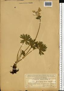 Anemonastrum biarmiense (Juz.) Holub, Eastern Europe, Northern region (E1) (Russia)