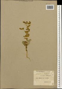 Lepidium perfoliatum L., Caucasus, Armenia (K5) (Armenia)