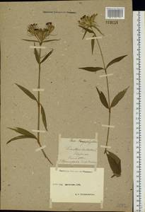 Dianthus barbatus L., Eastern Europe, Moscow region (E4a) (Russia)