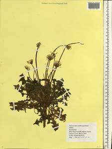 Taraxacum erythrospermum Andrz. ex Besser, Eastern Europe, Lower Volga region (E9) (Russia)