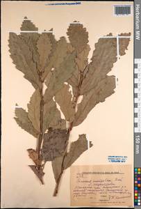 Quercus mongolica Fisch. ex Ledeb., Siberia, Russian Far East (S6) (Russia)